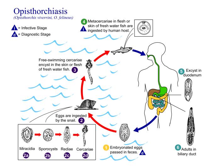 Opisthorchiasis Life Cycle Image/CDC
