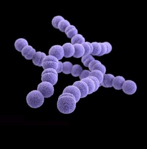 Group-A Streptococcus (GAS)/CDC