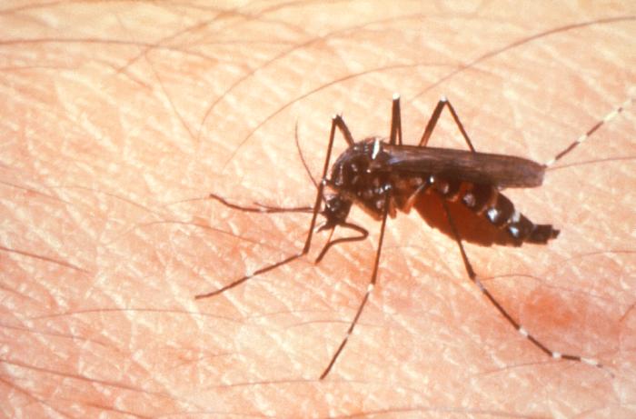 Argentina dengue fever cases top 100,000 this season
