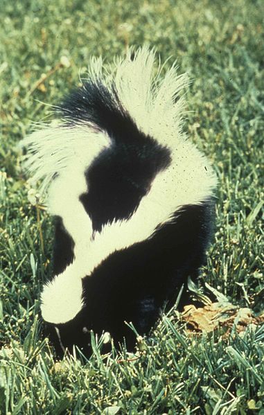 Rabies: North Dakota officials remind the public to be aware of the risk,  Skunks most common carrier - Outbreak News Today