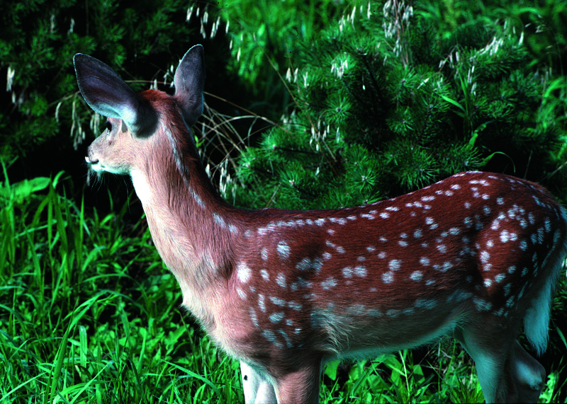 Fawn whitetail deer. Image/Lynn Betts, USDA Natural Resources Conservation Service.