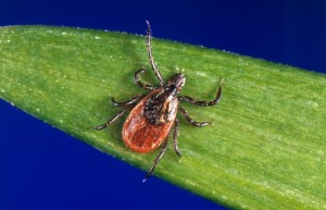 ”black-legged ticks”, Ixodes scapularis Image/CDC