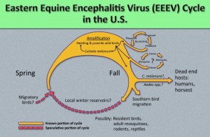 Eastern equine encephalitis virus /CDC