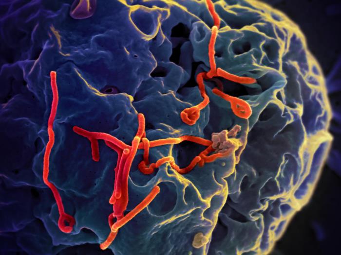 This digitally-colorized scanning electron micrograph (SEM) depicts a number of filamentous Ebola virus particles (red) that had budded from the surface of a VERO cell (blue-gray) of the African green monkey kidney epithelial cell line./NIAID