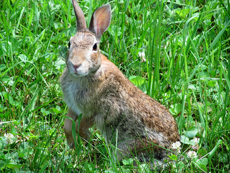 Tularemia reported in Laramie County rabbit - Outbreak News Today