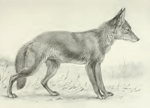 Coyote/public domain image