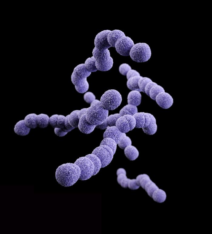 Streptococcus agalactiae (Group B streptococcus)/CDC
