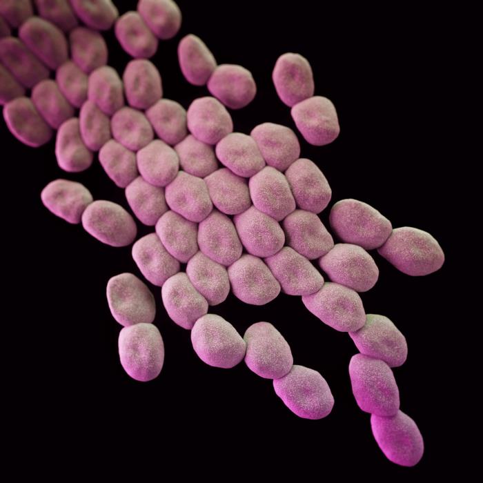 Acinetobacter spp./CDC