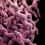 Campylobacter Image/CDC