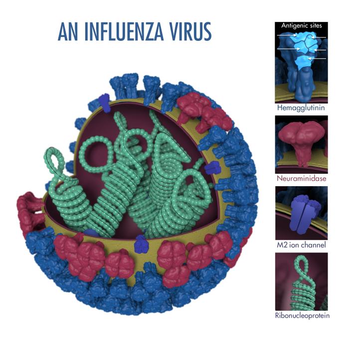 This is a 3-dimensional illustration showing the different features of an influenza virus, including the surface proteins hemagglutinin (HA) and neuraminidase (NA)/CDC