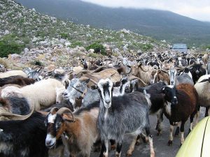 Herd of goats/Public domain image via Wikimedia commons