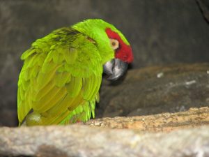 Thick-billed Parrot Image/Ltshears