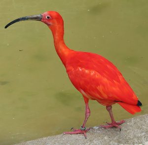 Scarlet ibis Image/Adrian Pingstone 