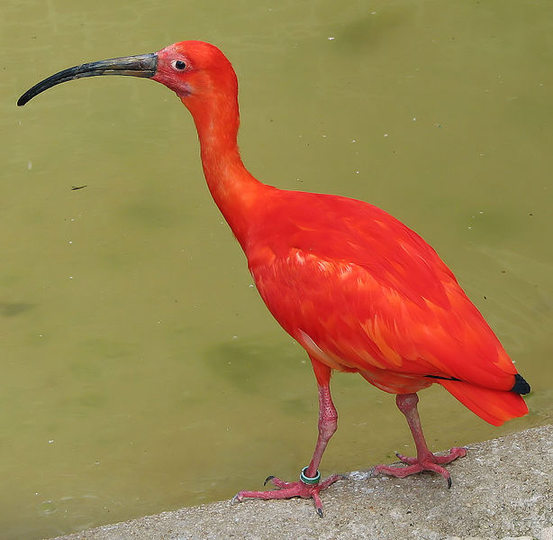 Rostock Zoo: Red Ibis, other birds culled due to H5N8 bird flu - Outbreak  News Today