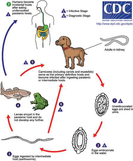 Dioctophyme renale LifeCycle/CDC