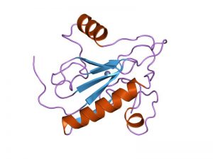 Bacteriophage T7 lysozyme 