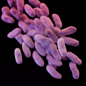 Carbapenem-resistant Enterobacteriaceae/CDC