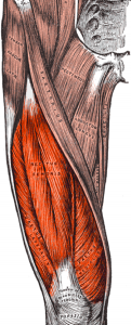 Leg muscle Public domain image/Gray's Anatomy