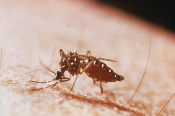 Aedes aegypti mosquito feeding on a human host/CDC
