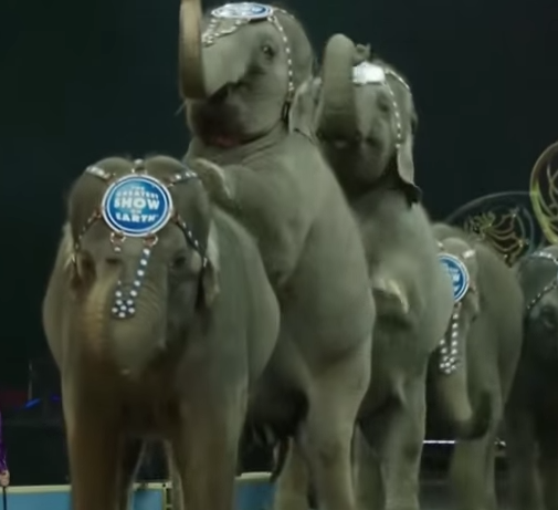 Ringling Bros. Elephants Image/Video Screen Shot