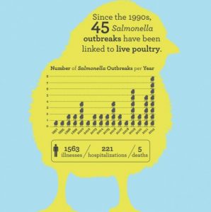 Salmonella chicks/CDC
