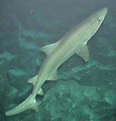 Sand Tiger shark/NOAA Ocean Explorer
