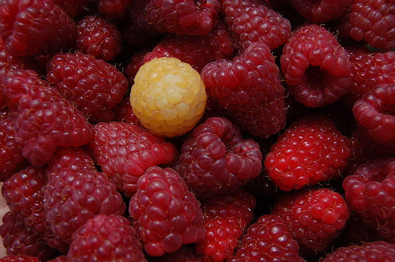 Red raspberries/Lyudmilla Mishonova