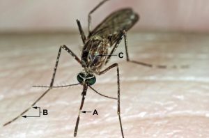 Culex tarsalis mosquito/CDC