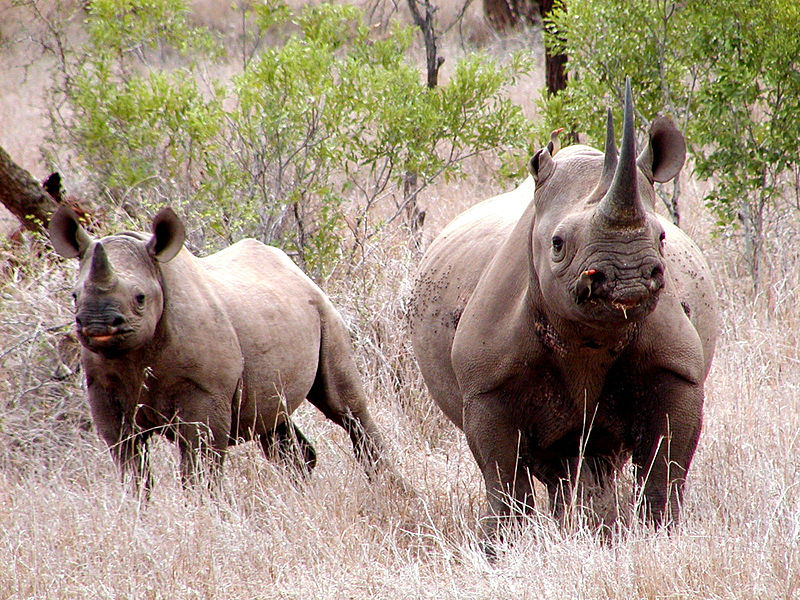 Rhinoceros/  U.S. Fish and Wildlife Service