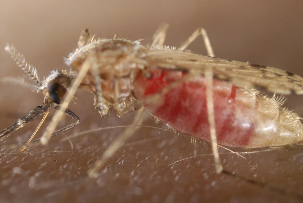  Anopheles stephensi mosquito feeding on a host's blood. If they have the opportunity mosquitoes will blood feed every 2-5 days and therefore can be exposed to multiple infections.  Image Credit: Sarah Reece & Sinclair Stammers, CC-BY