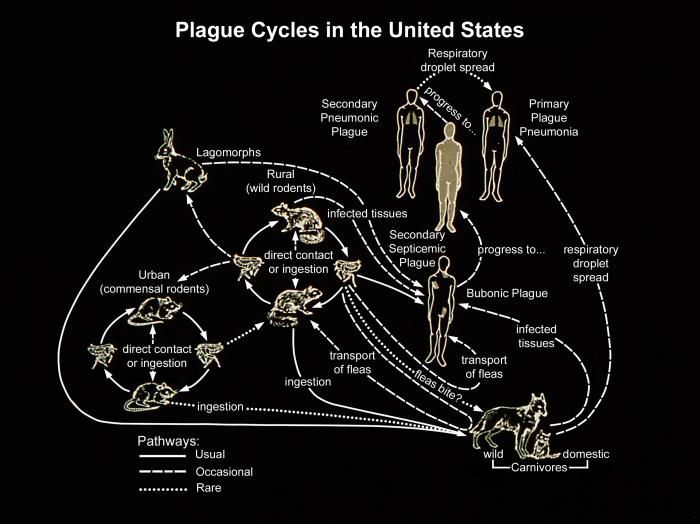 Plague in the US/CDC