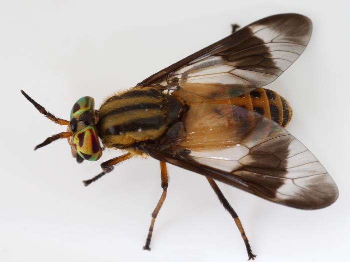 Deer fly, Chrysops lateralis/CDC