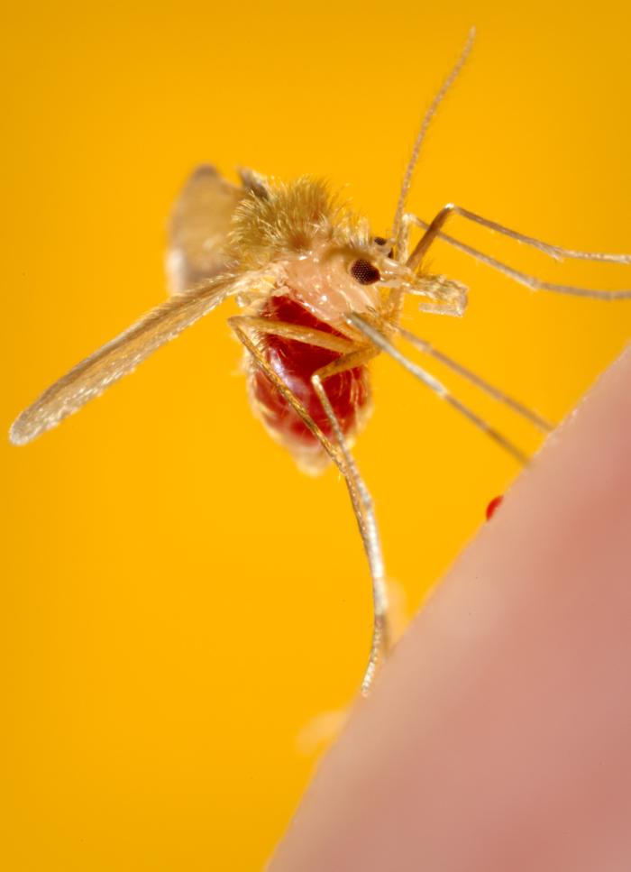 Phlebotomus papatasi sand fly/James Gathany