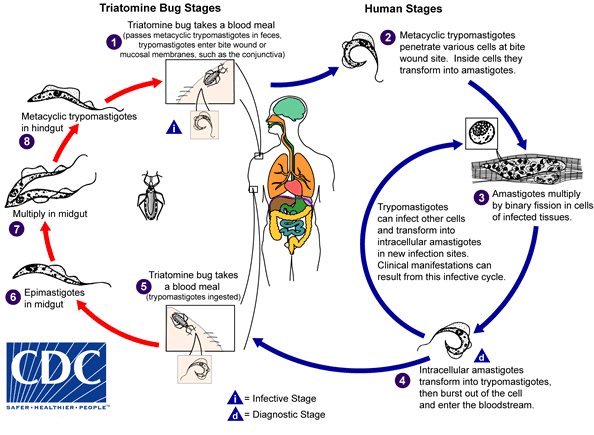 T. cruzi life cycle/CDC