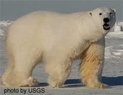 Polar bear/U.S. Geological Survey