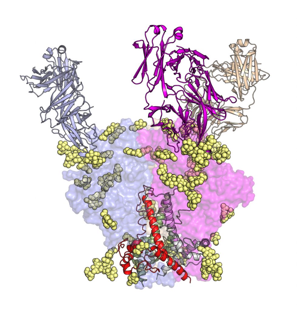 Scientists from The Scripps Research Institute showed how a family of HIV-fighting antibodies develops over time. Shown here is an early precursor antibody of the highly potent PGT121 family in complex with part of the virus./Ian Wilson