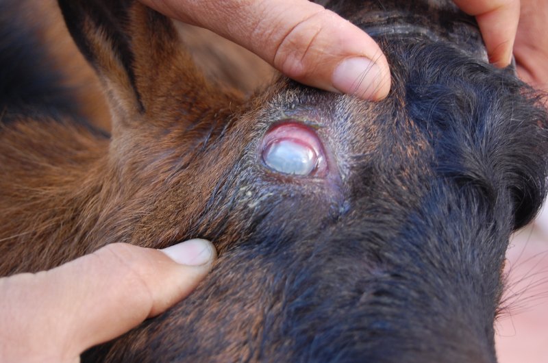 Cattle pink eye Image/Anivax