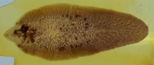 Adult Fasciola hepatica Photo/Adam Cuerden via Wikimedia Commons
