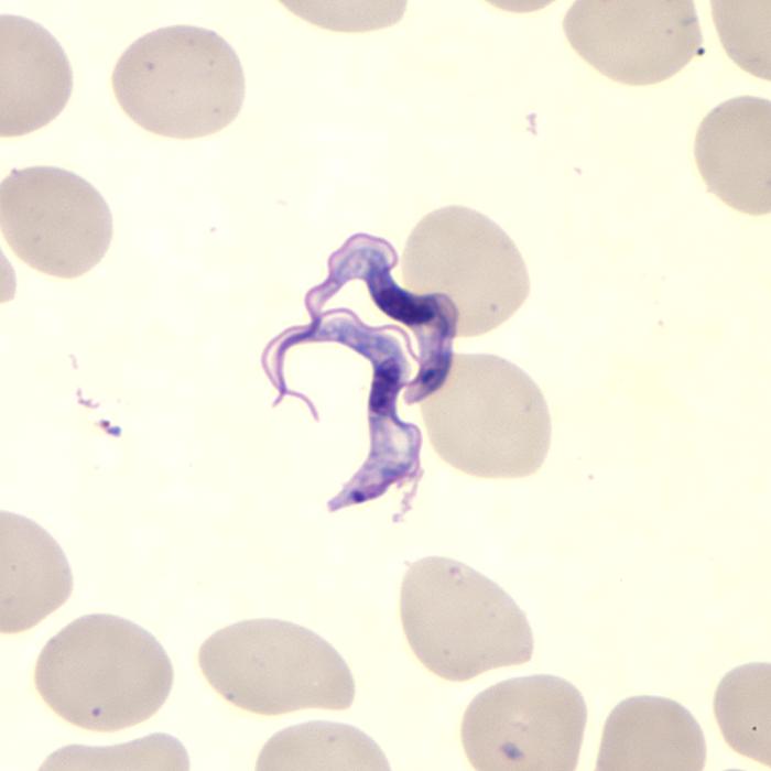 Trypanosoma brucei parasites/CDC