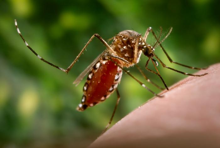 Aedes aegypti Image/CDC