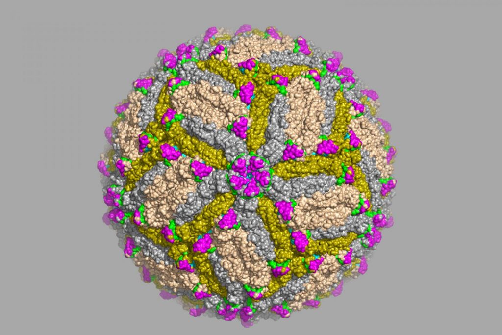 Scientists at Washington University School of Medicine in St. Louis have identified antibodies capable of protecting against Zika virus infection, and located the precise spot on the Zika virus that the antibodies recognize. The work is a significant step toward developing a vaccine, better diagnostic tests and possibly new antibody-based therapies. Shown is an image of Zika virus captured via cryo-electron microscope. Image/Daved Fremont, Washington University