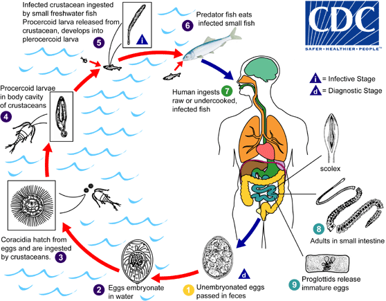 Diphyllobothrium latum life cycle/CDC
