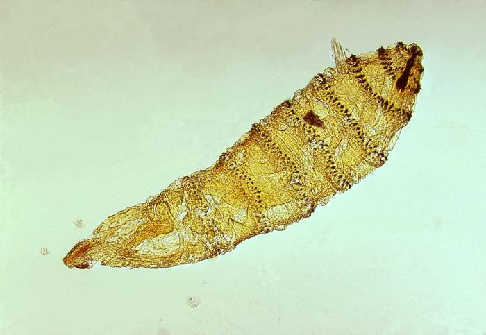 First instar larva of Cuterebra, a genus of botfly/CDC