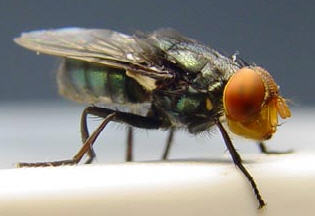 Screwworm fly (Cochliomyia hominivorax) Image/ The Mexican-American Commission for the Eradication of the Screwworm