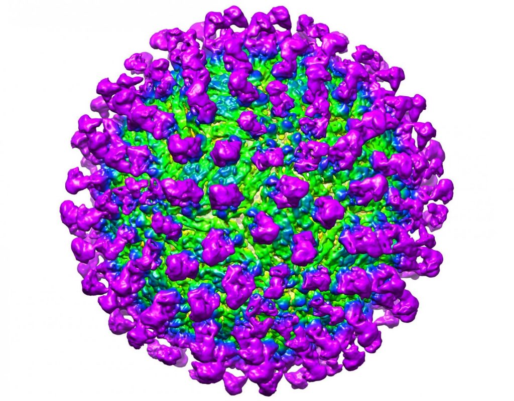 C10 antibody (purple) visualized to be interacting with the Zika virus coat (green). Image/Victor Kostyuchenko, Duke-NUS Medical School