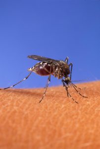 An Aedes aegypti mosquito prepares to bite a human. Image/USDA