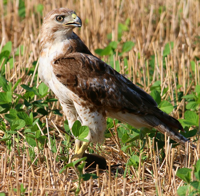 Red-tailed hawk Image/edbo23