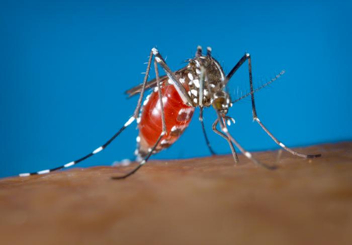 Aedes albopictus Image/CDC