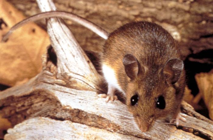 Peromyscus maniculatus (deer mouse) Image/CDC