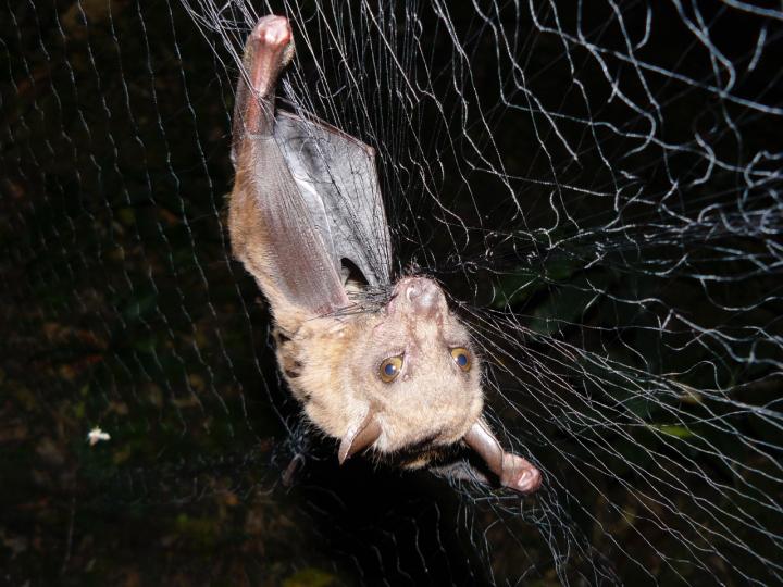 A forest bat netted in Uganda. The bat hosts a parasite -- a large wingless, eyeless fly -- that in turn seems to be host for a newfound virus. New work from the University of Wisconsin-Madison is helping unravel the ecological interplay of important pathogens and their hosts. After testing, the bat was released unharmed. Image/Tony Goldberg, UW-Madison